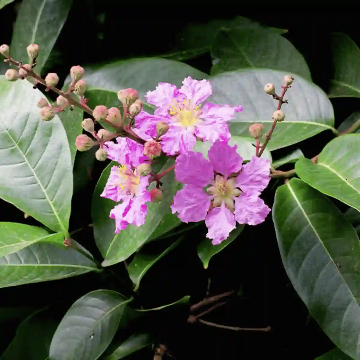 banaba leaf