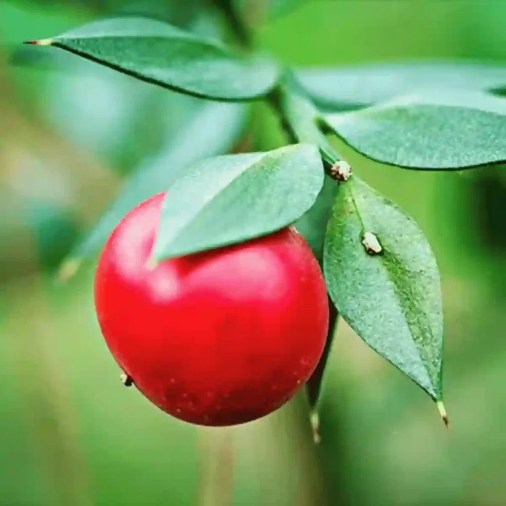 butchers broom