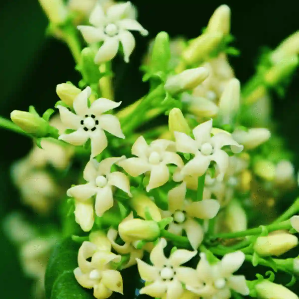 gymnema sylvestre