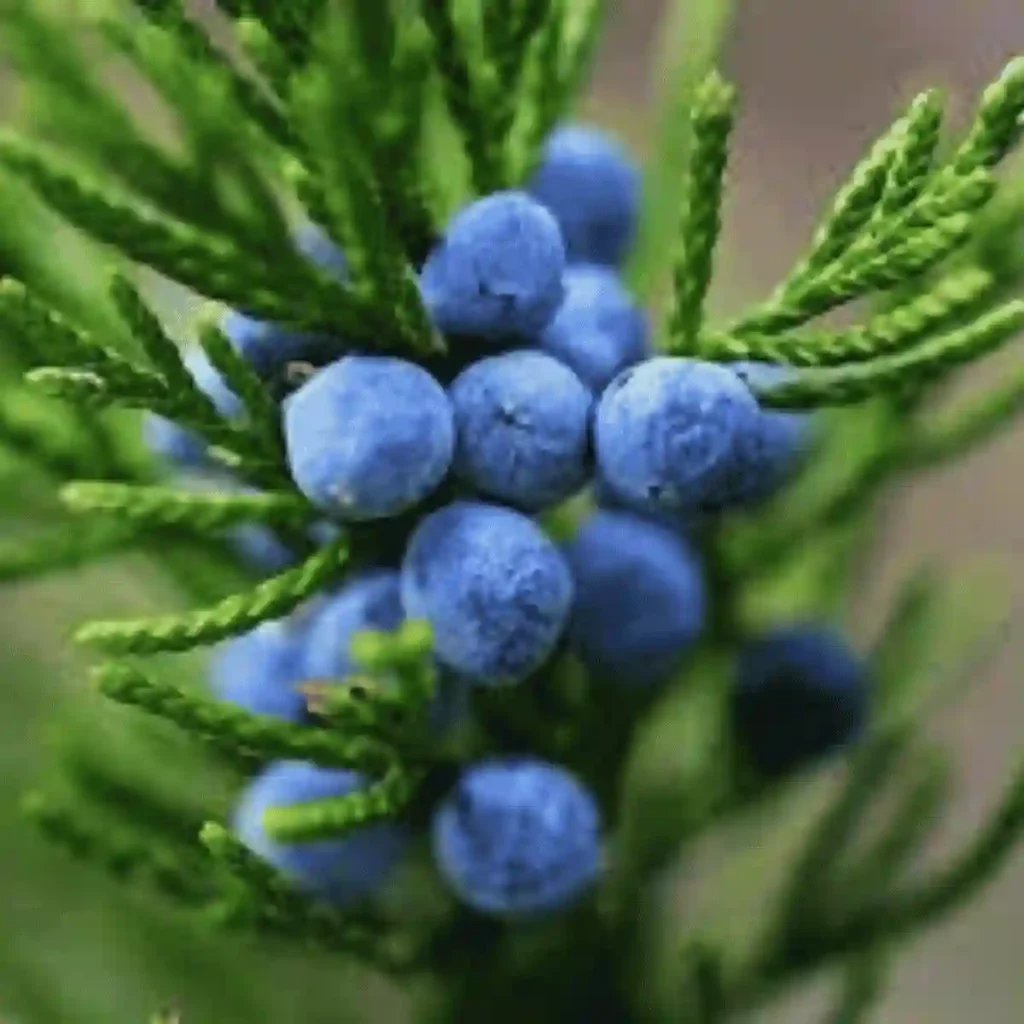 juniper berry