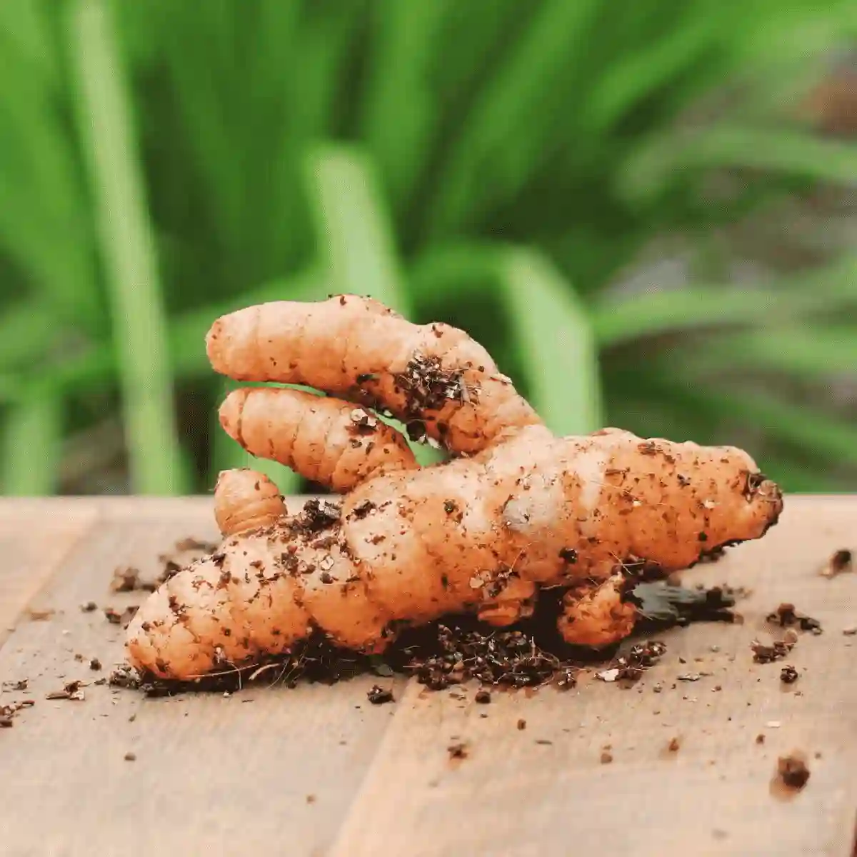 turmeric rhizome